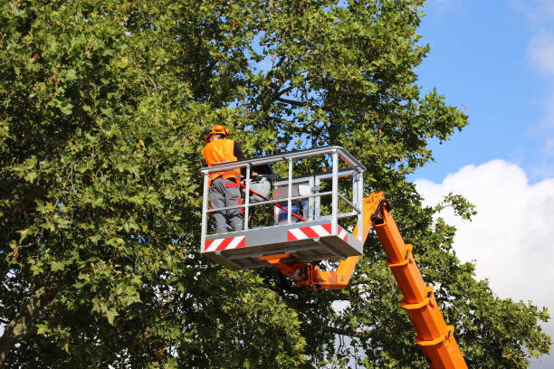 Trusted King City, OR  Tree Services Experts