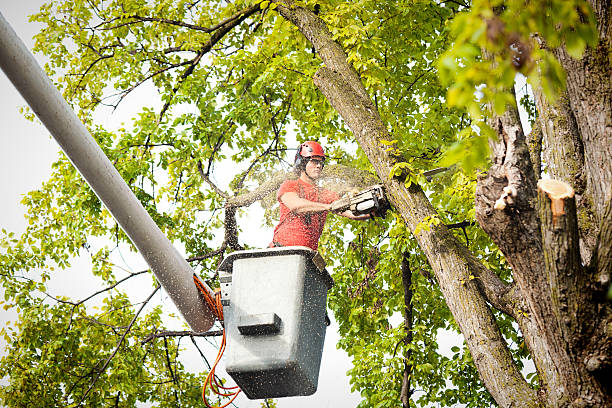 Why Choose Our Tree Removal Services in King City, OR?